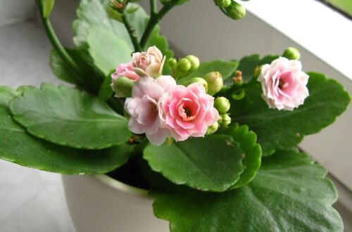 Kalanchoe