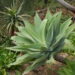 Agave attenuata