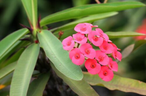 euphorbia milii