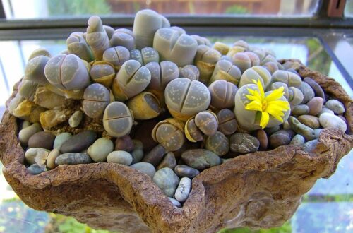 come coltivare i Lithops