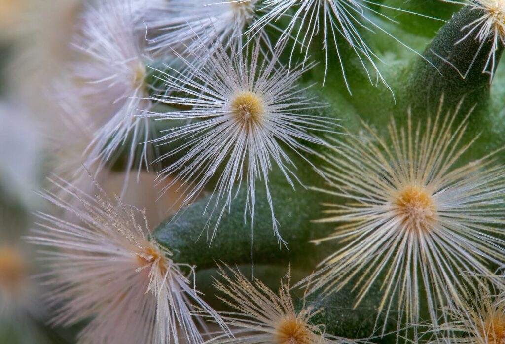 tubercoli e spine del cactus Mammillaria