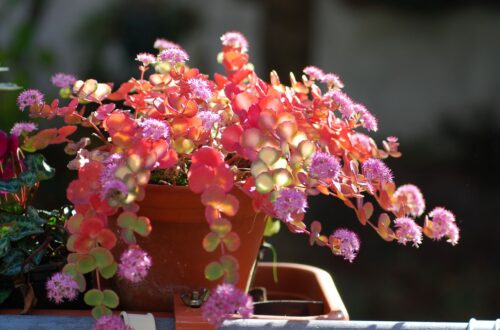 Sedum sieboldii, la famosa “Erba Teresina”